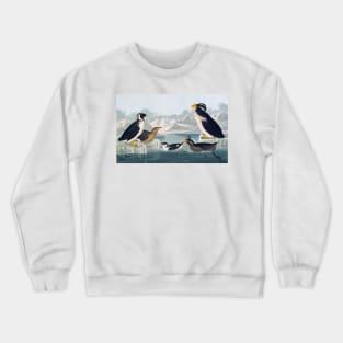 Group of auks and auklets, artwork (C011/2992) Crewneck Sweatshirt